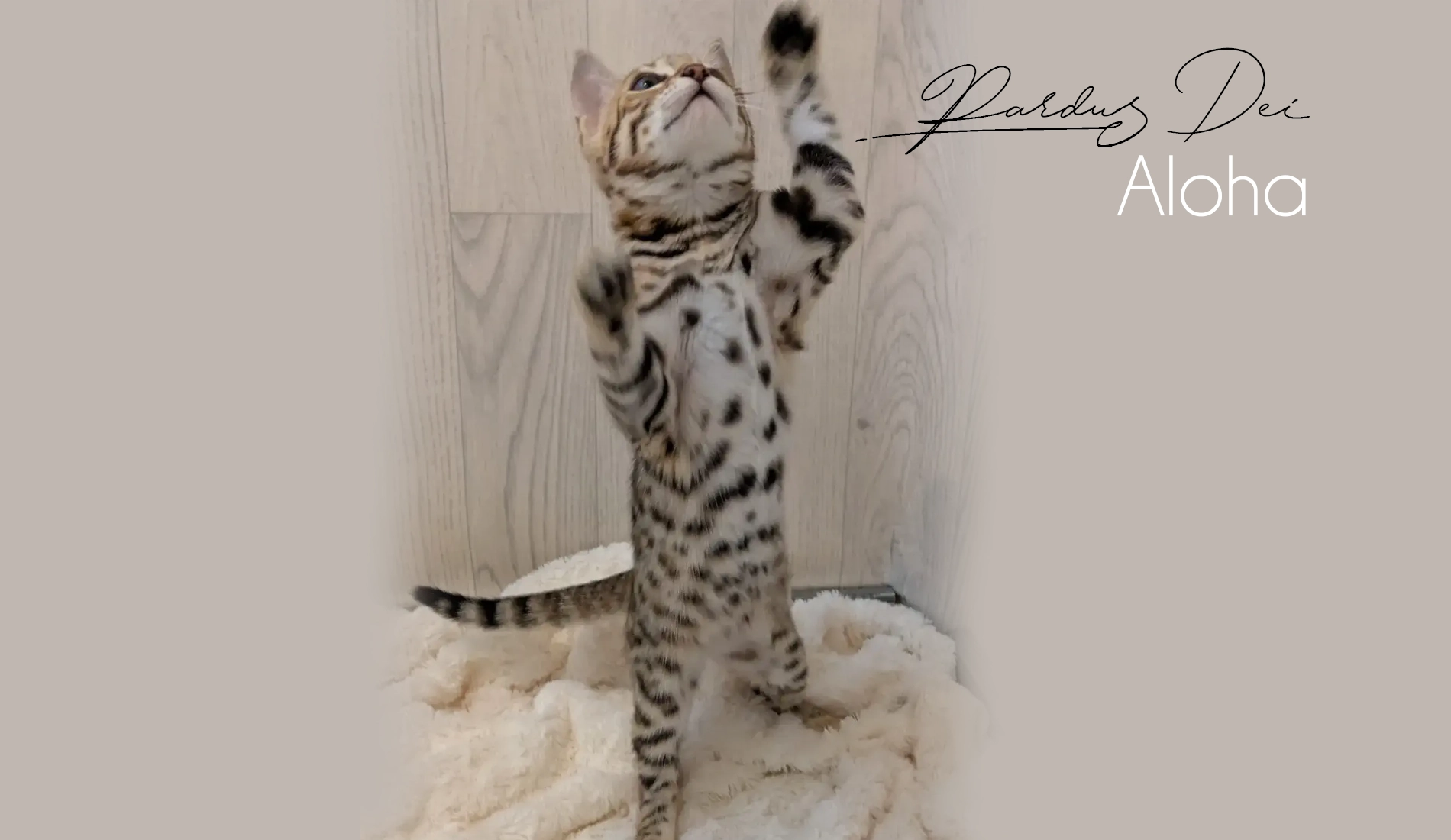 Chat Bengal